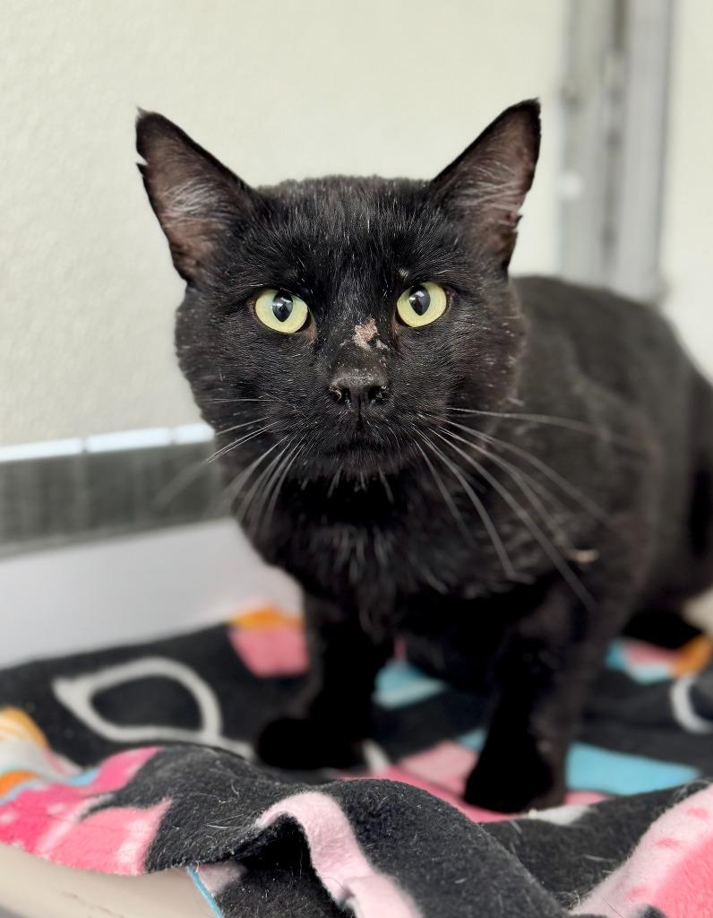 Enlarge Mike Tyson, a Adoptable mixed breed in Gillette, WY image 1/2