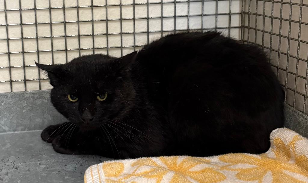 Enlarge Mike Tyson, a Adoptable mixed breed in Gillette, WY image 2/2