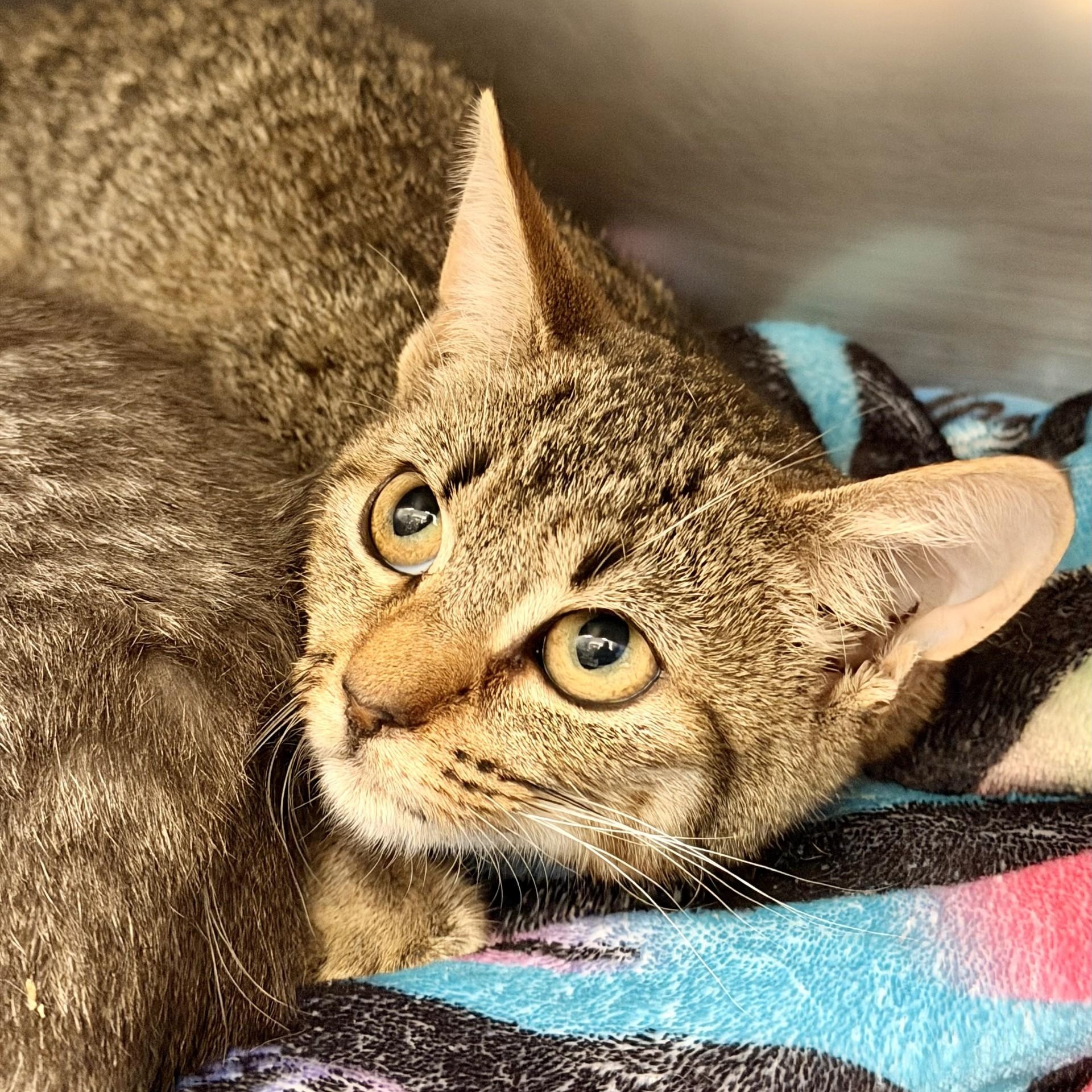 Enlarge Cookie, a ADOPTABLE Domestic Short Hair in Manahawkin, NJ image 1/1