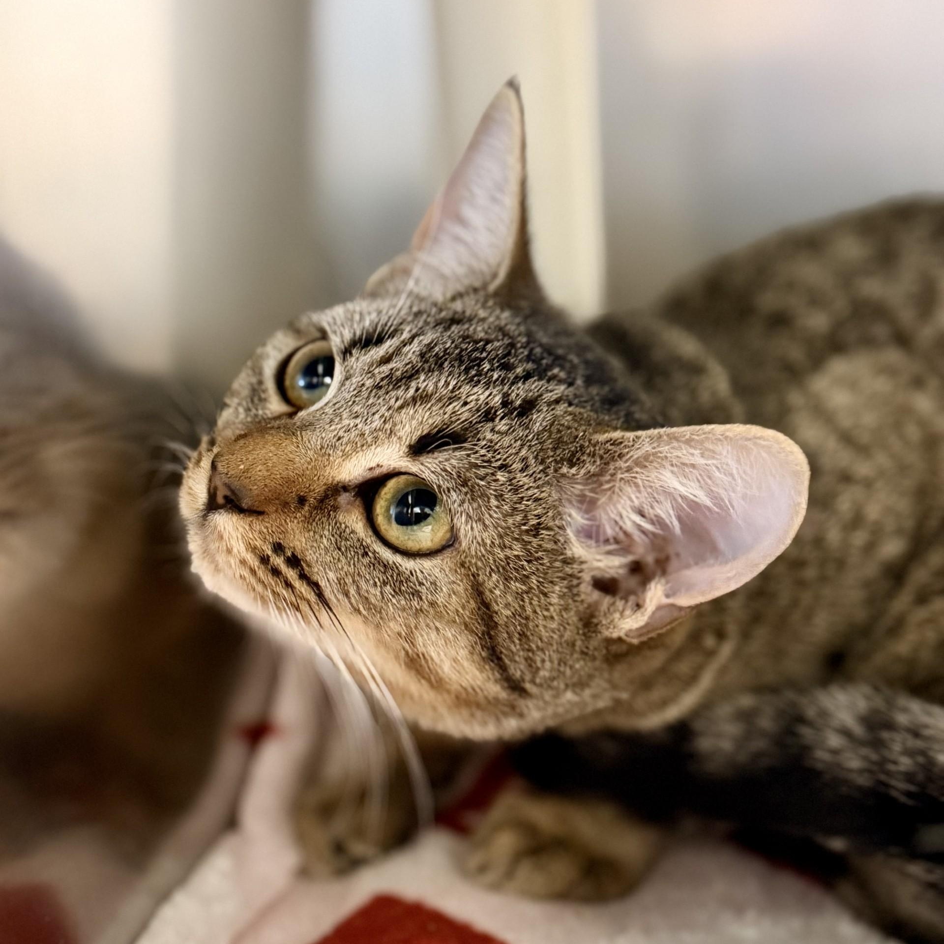Enlarge Cookie, a Adoptable Domestic Short Hair in Manahawkin, NJ image 1/2