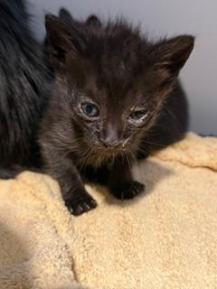 Fred, adopted, Kitten Male Domestic Short Hair.