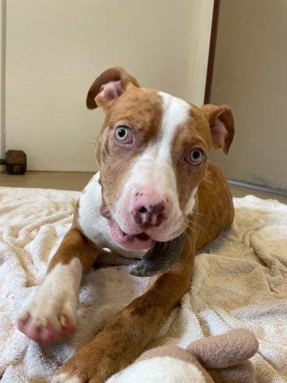 Wilbur, Adoptable, Adult Male Mixed Breed & Mixed Breed.