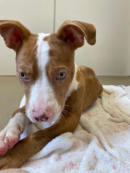 Enlarge Wilbur, a Adoptable Mixed Breed in South Bend, IN image 2/3