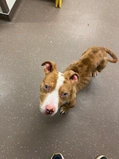 Enlarge Wilbur, a Adoptable Mixed Breed in South Bend, IN image 3/3