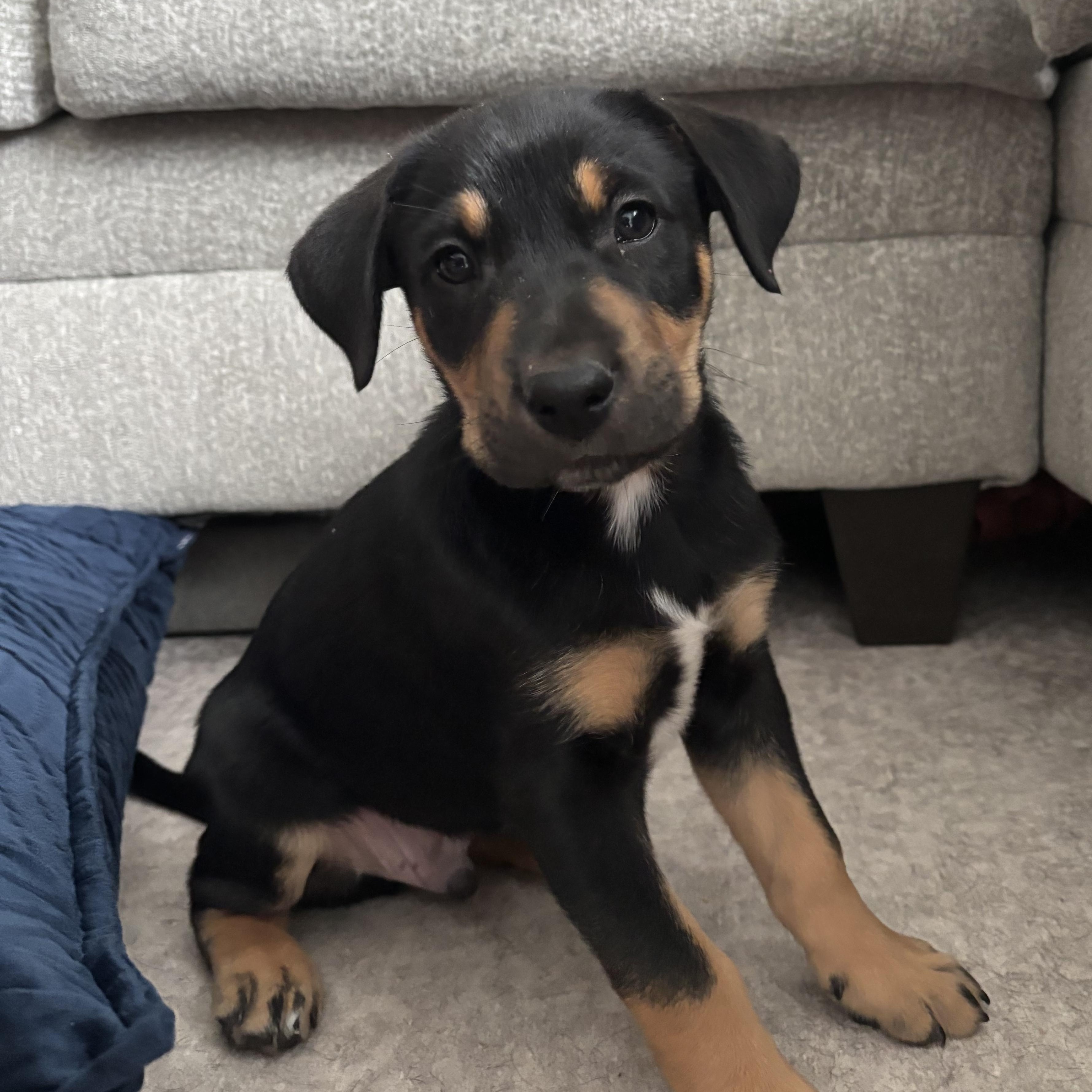 Enlarge Bongo, a Adoptable mixed breed in Charlotte, NC image 1/4