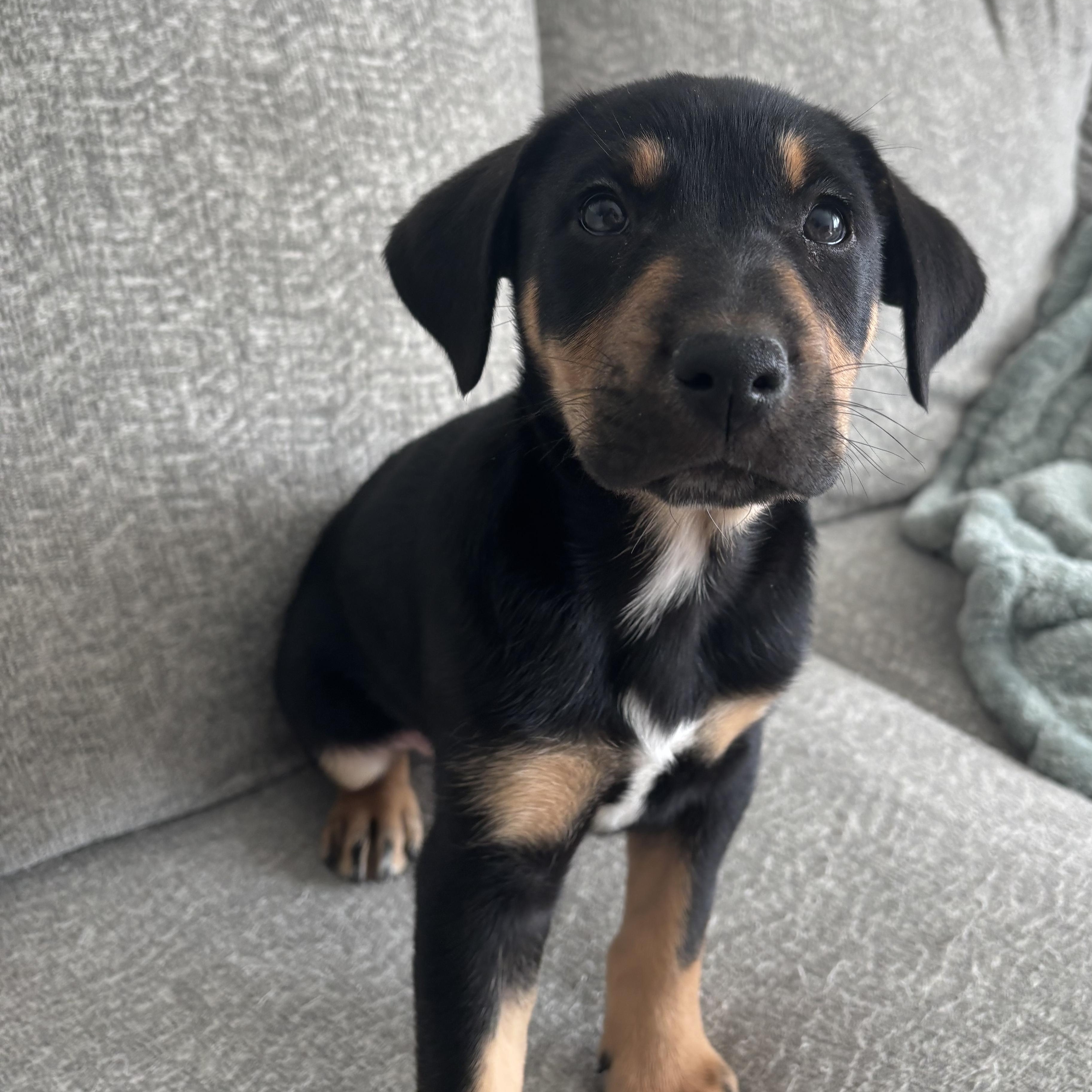 Enlarge Bongo, a Adoptable mixed breed in Charlotte, NC image 3/4