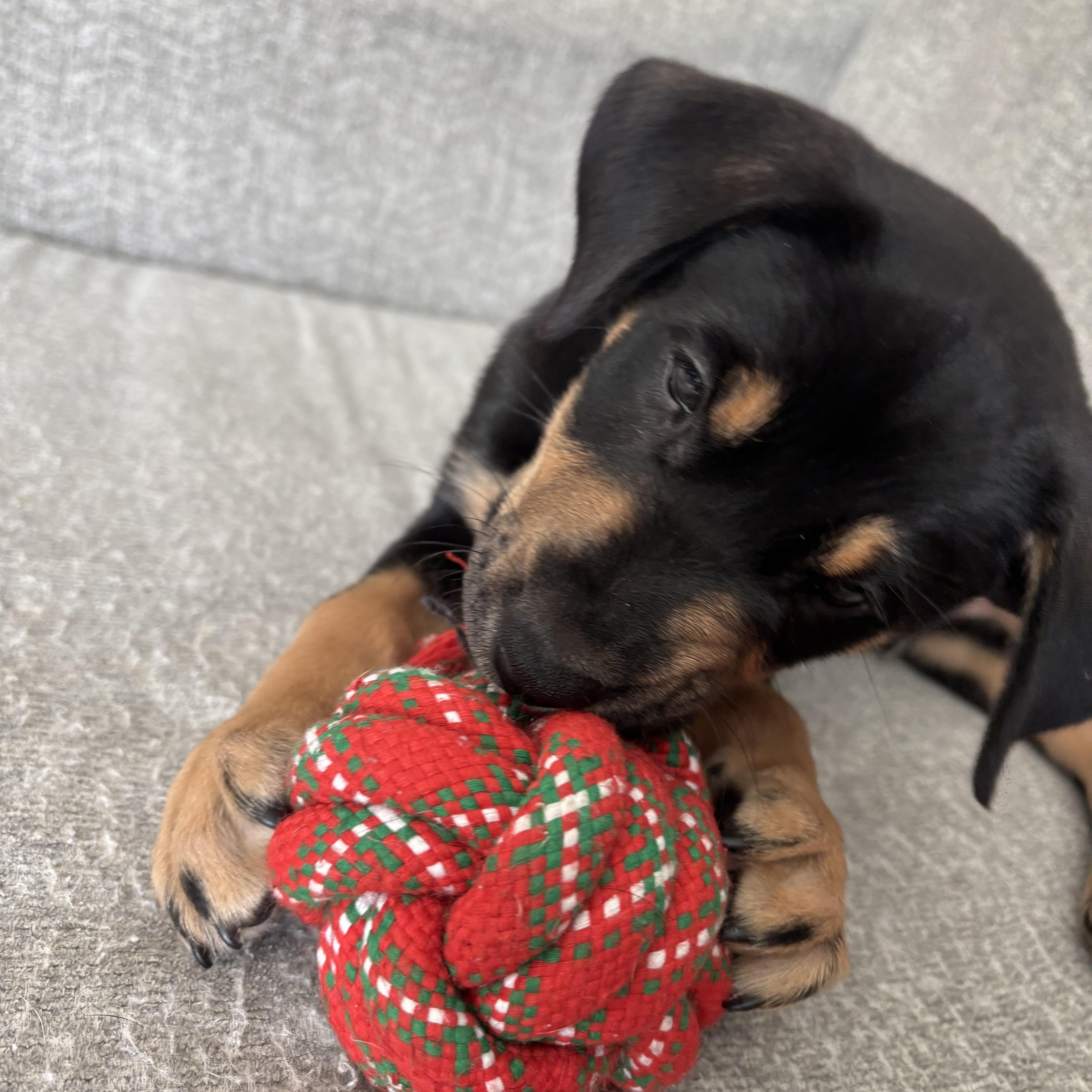 Enlarge Bongo, a Adoptable mixed breed in Charlotte, NC image 4/4