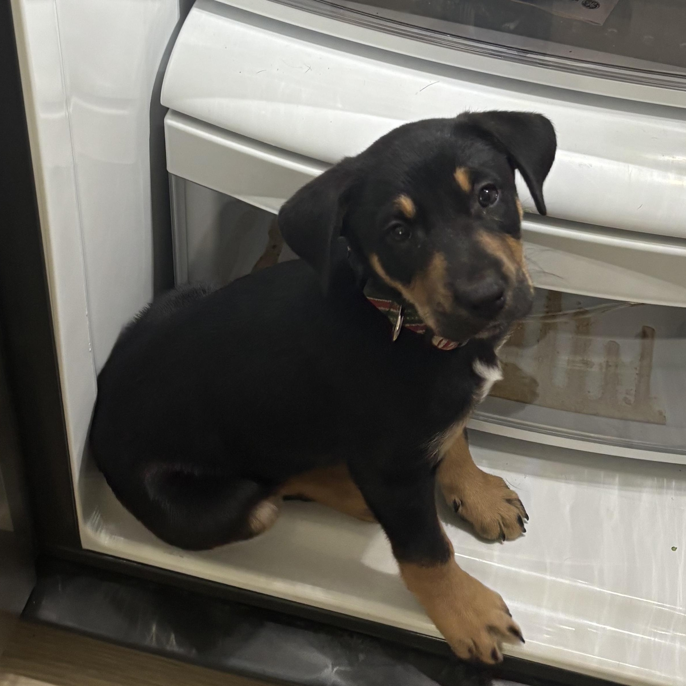 Enlarge Bongo, a Adoptable mixed breed in Charlotte, NC image 2/4