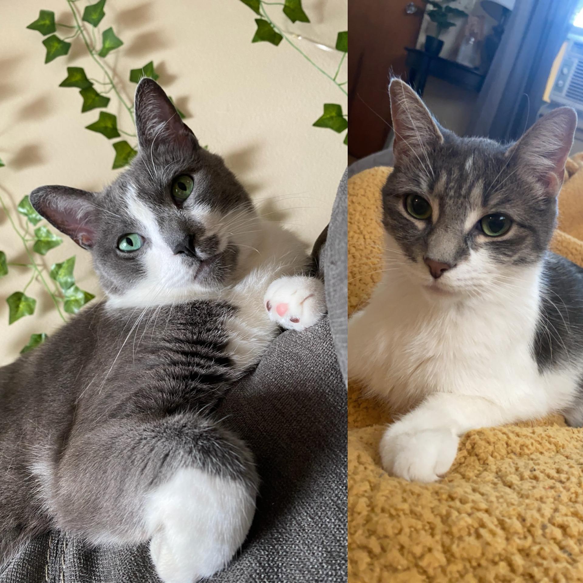 Jordy & Nellie, ADOPTABLE, Adult Male Domestic Short Hair.