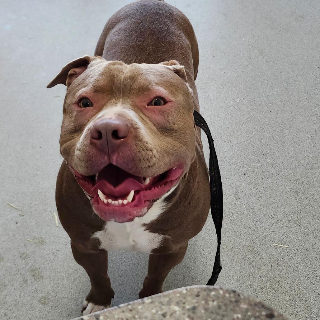 Apolo Anton Ohno, Adoptable, Adult Male Pit Bull Terrier.