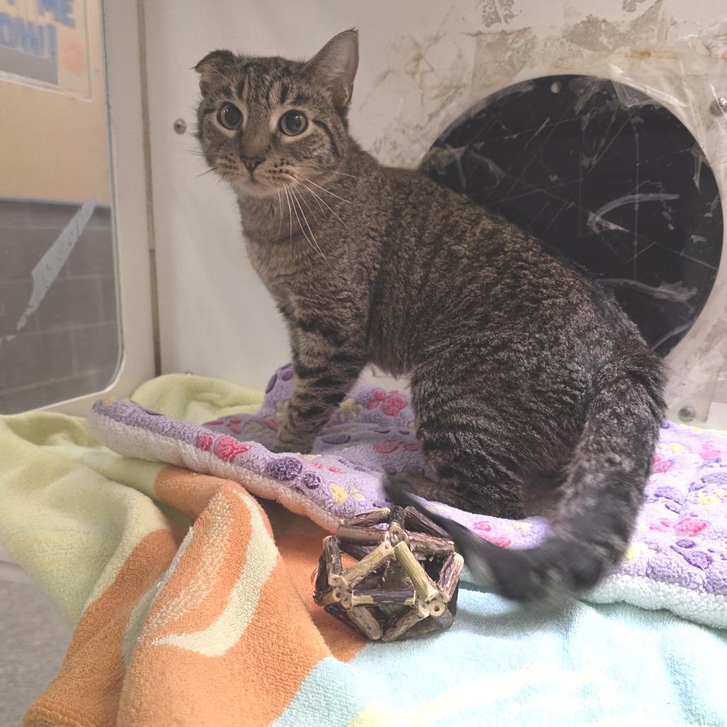 Gertie, Adoptable, Senior Female Domestic Short Hair.