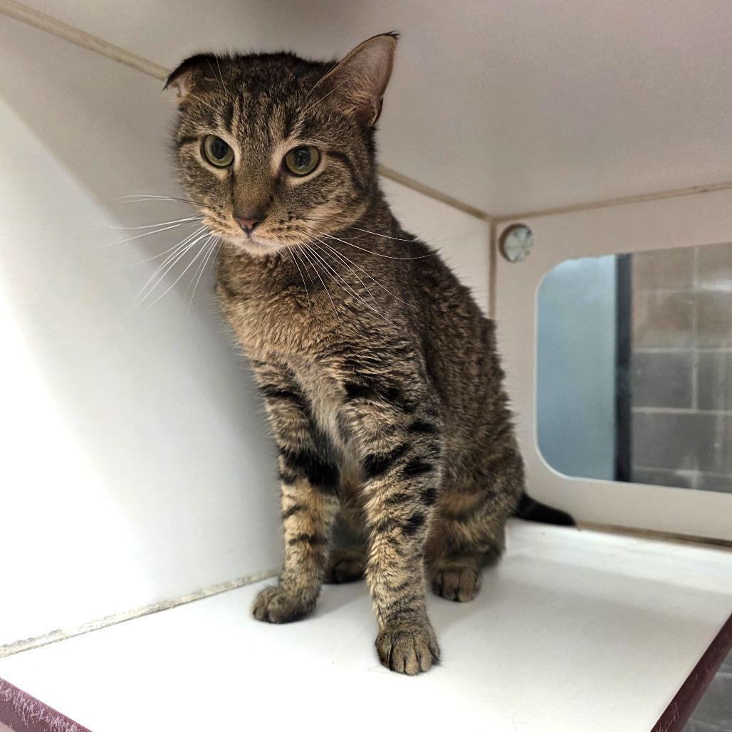 Gertie, a Adoptable Domestic Short Hair in Cheyenne, WY image 2/3