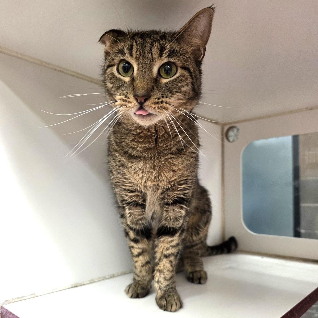 Gertie, a Adoptable Domestic Short Hair in Cheyenne, WY image 3/3