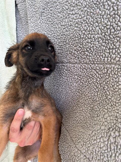 HYDROGEN, Adoptable, Puppy Male German Shepherd Dog & Border Collie.