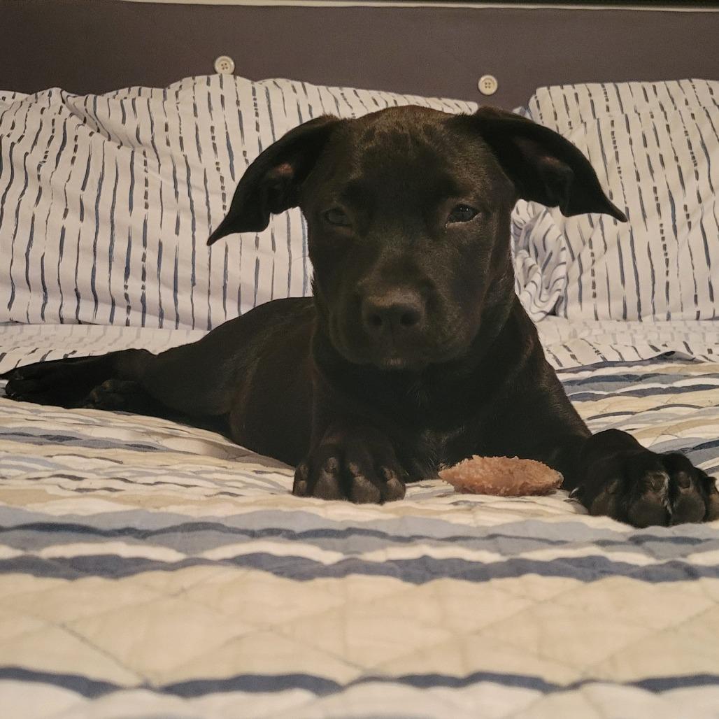 Enlarge Autumn, a Adoptable Mixed Breed in Wilmington, NC image 4/6