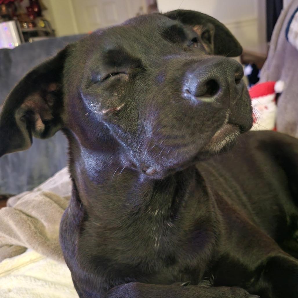 Enlarge Autumn, a Adoptable Mixed Breed in Wilmington, NC image 2/6