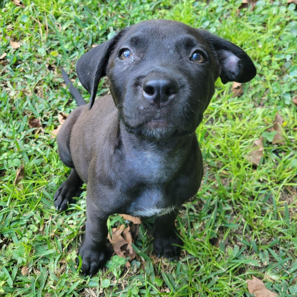 Enlarge Autumn, a Adoptable Mixed Breed in Wilmington, NC image 3/6