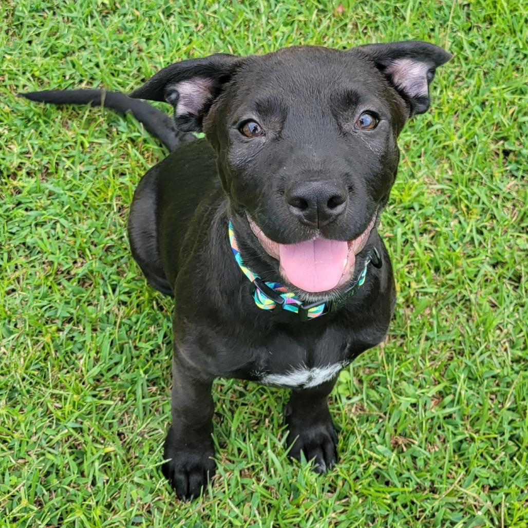 Enlarge Autumn, a Adoptable Mixed Breed in Wilmington, NC image 6/6