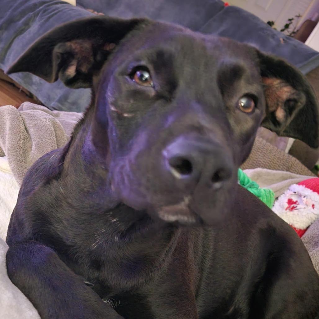 Autumn, Adoptable, Puppy Female Mixed Breed.