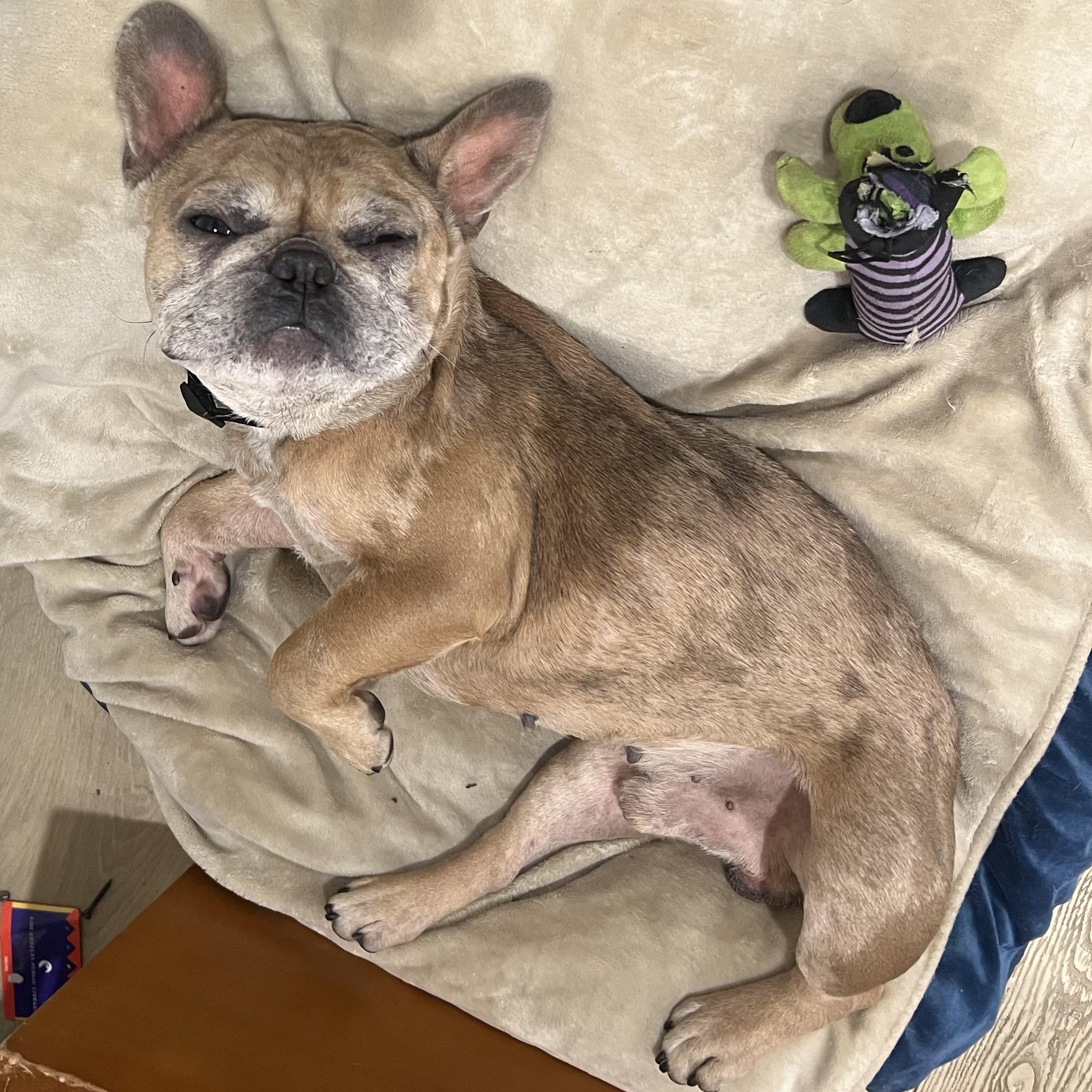 Hans, Adoptable, Adult Male French Bulldog.