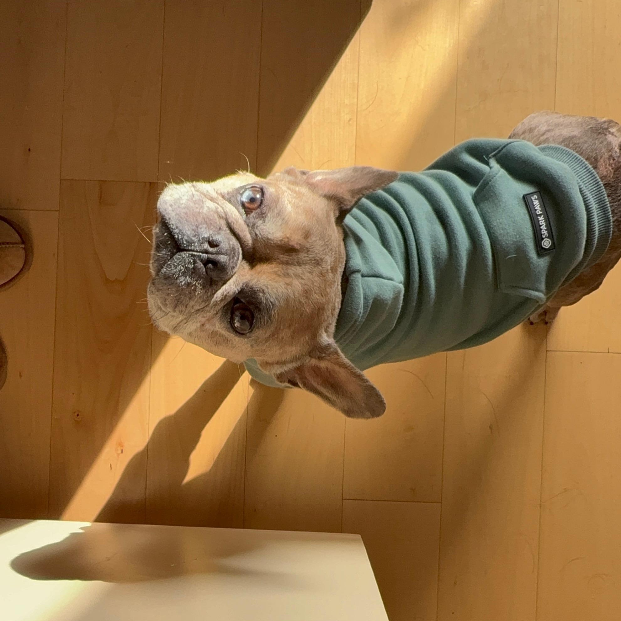 Enlarge Hank, a Adoptable French Bulldog in Murrieta, CA image 2/4