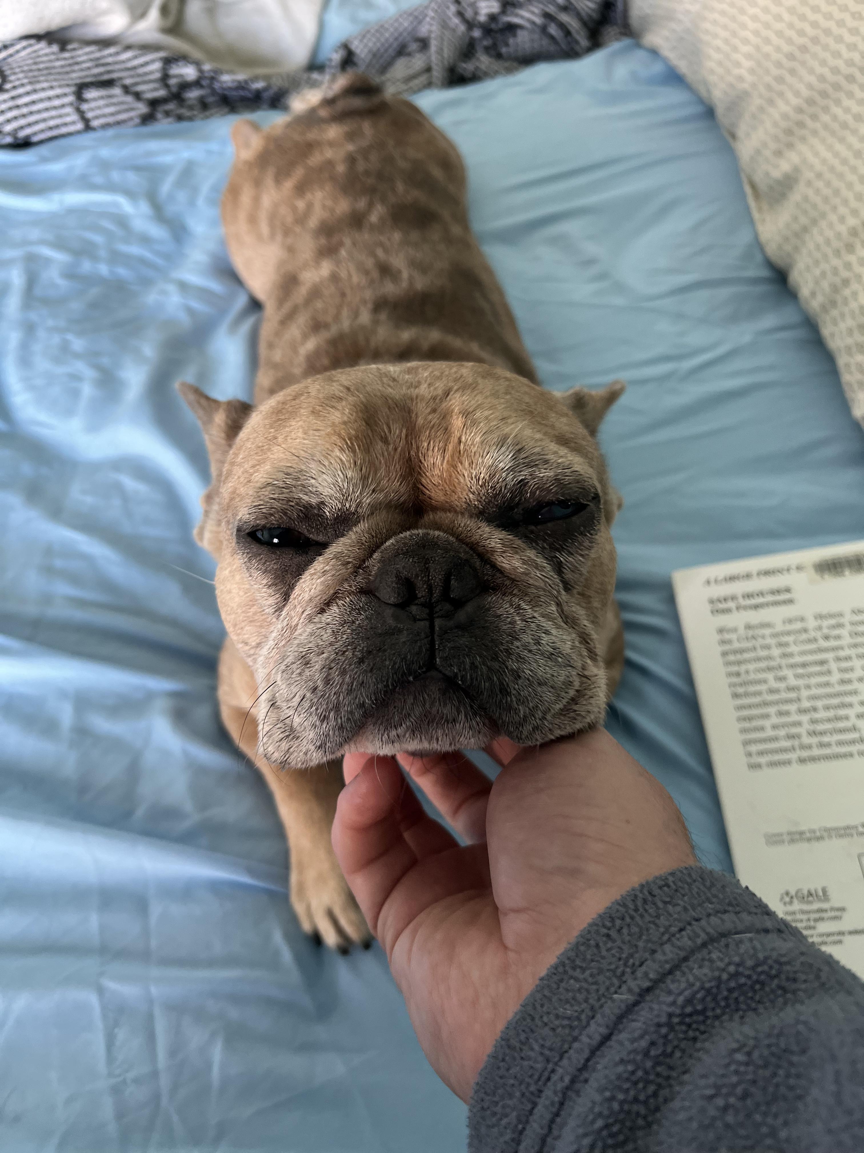 Hank, Adoptable, Adult Male French Bulldog.