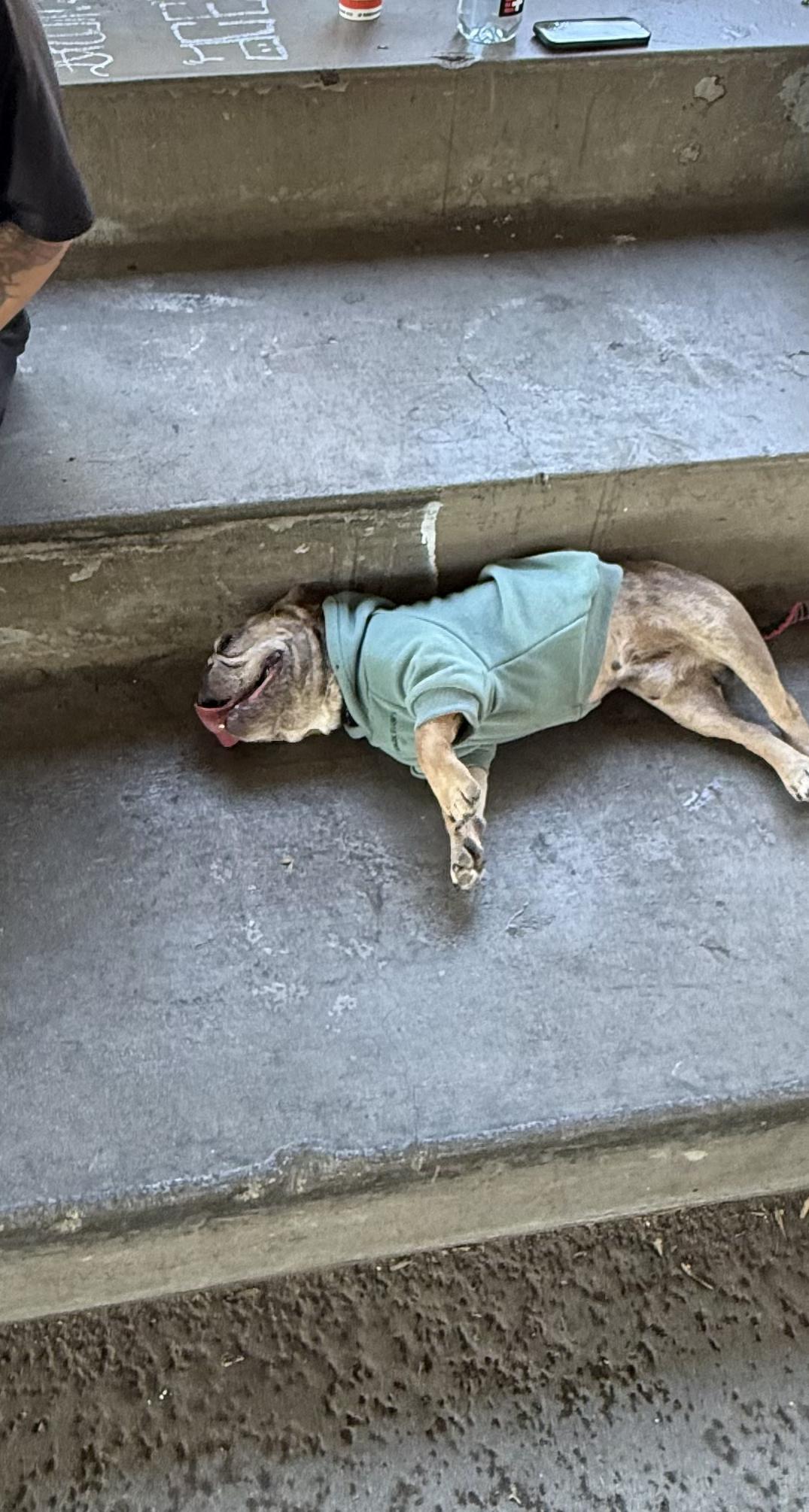 Hans, Adoptable, Adult Male French Bulldog.