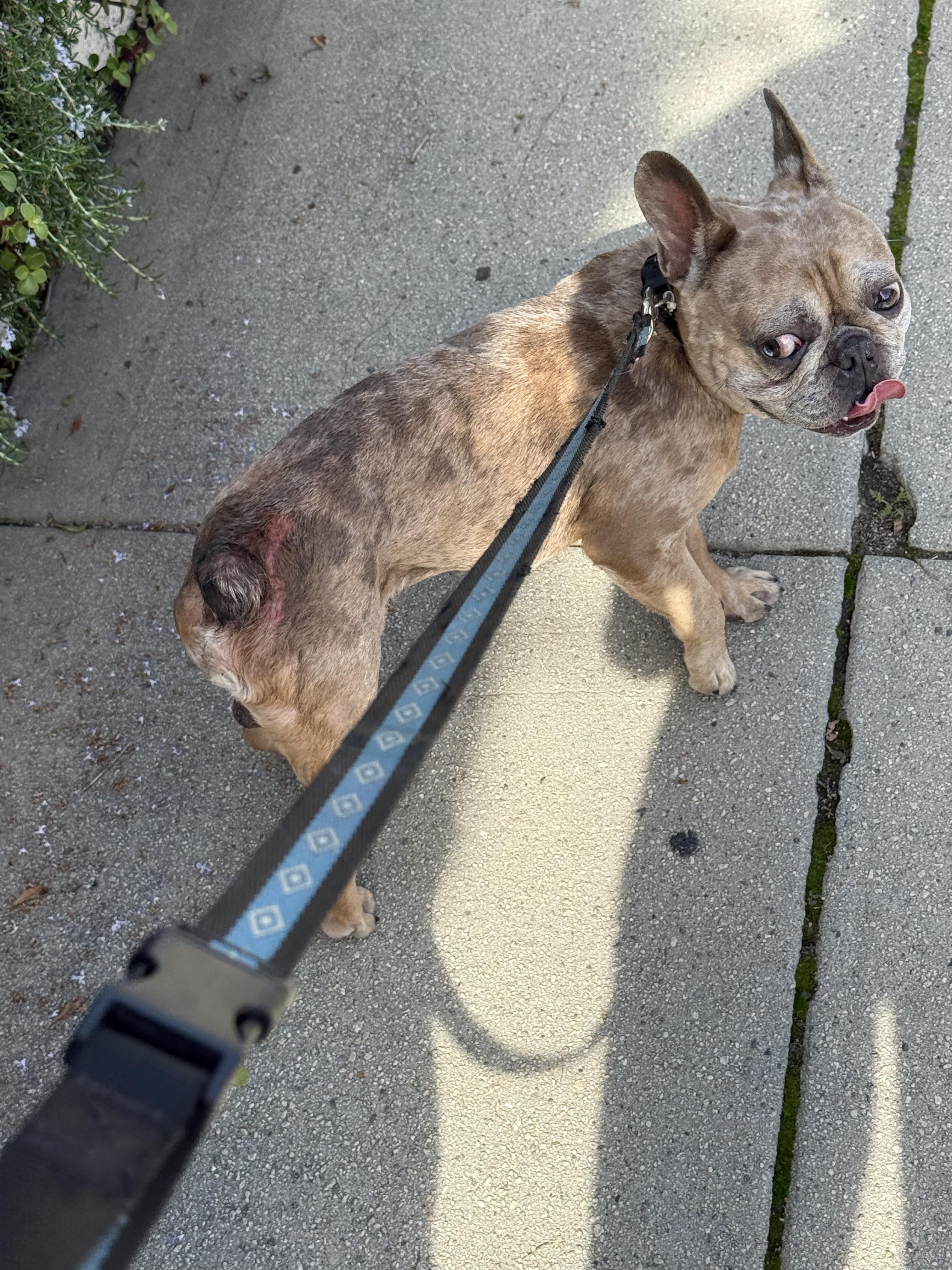 Hans, a Adoptable French Bulldog in Murrieta, CA image 2/2