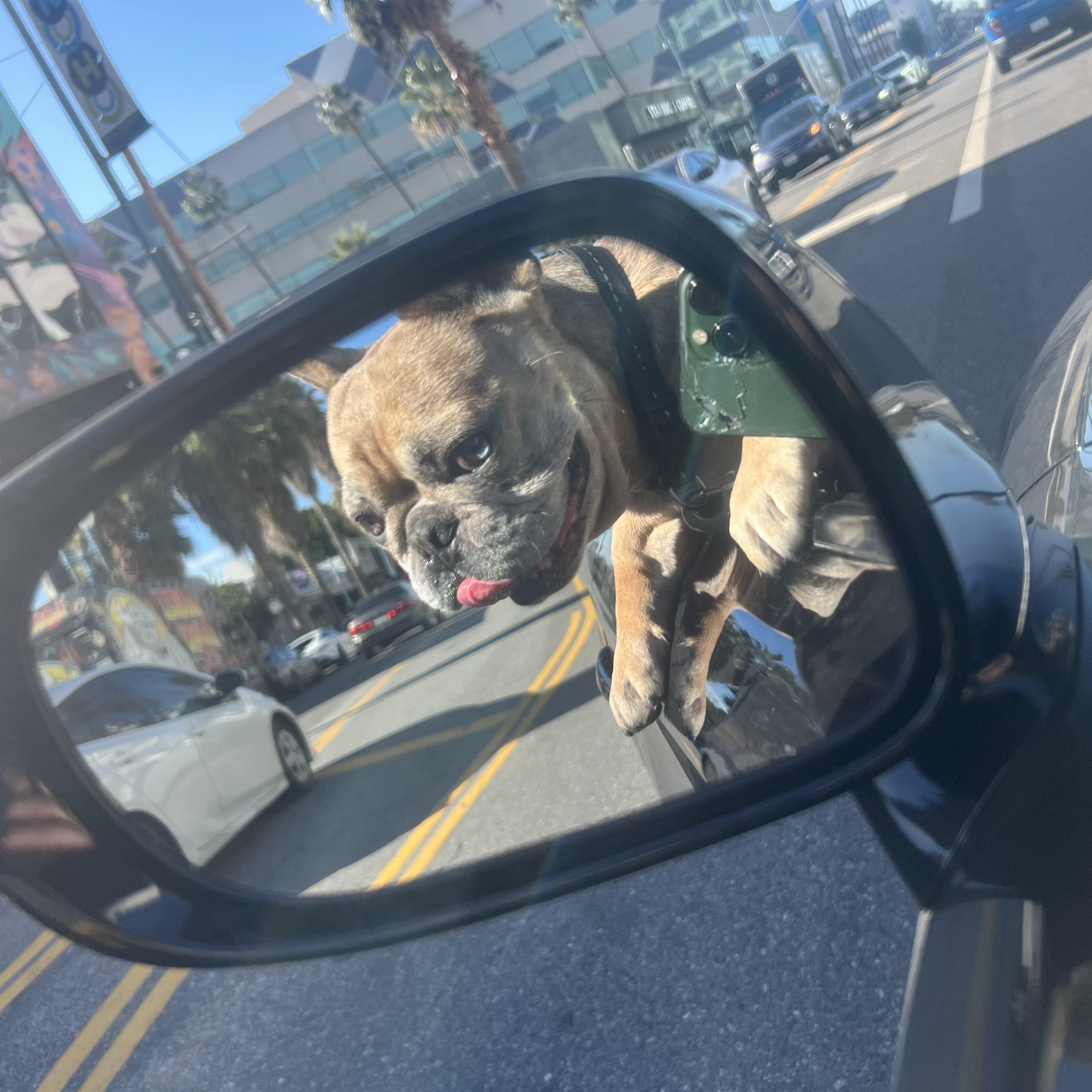 Enlarge Hank, a Adoptable French Bulldog in Murrieta, CA image 4/4