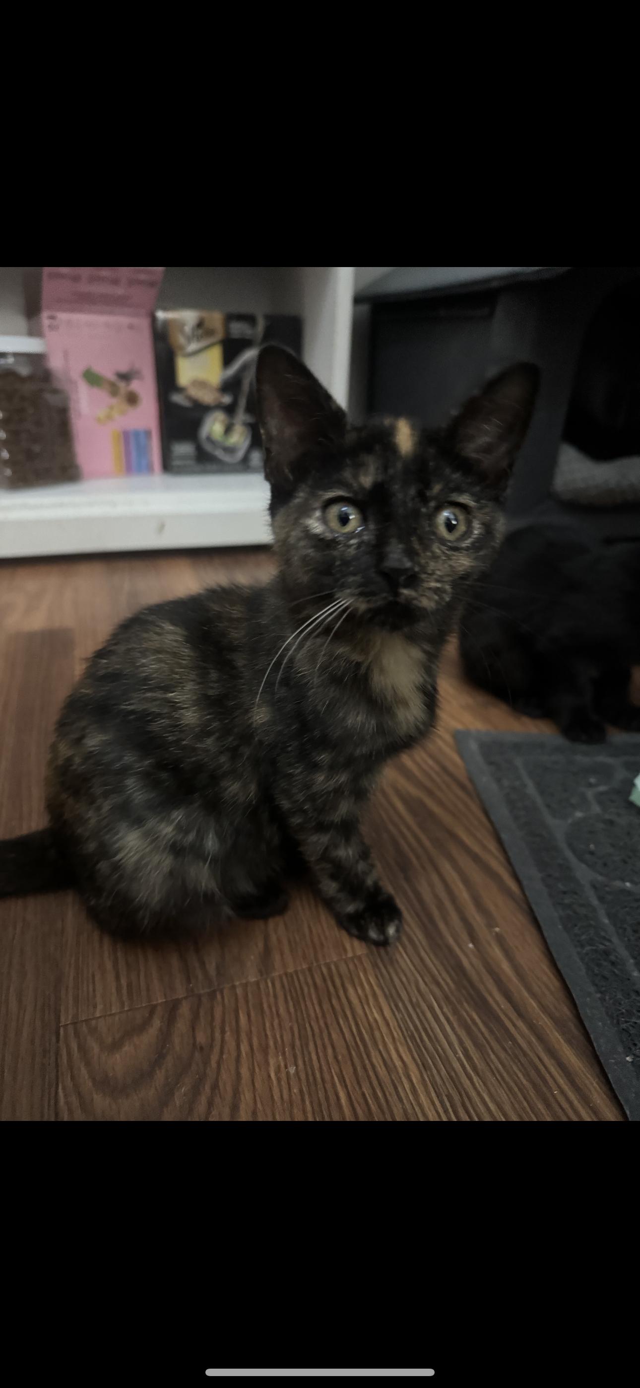 Enlarge Hazelnut, a Adoptable Tortoiseshell in Paulina, LA image 1/1