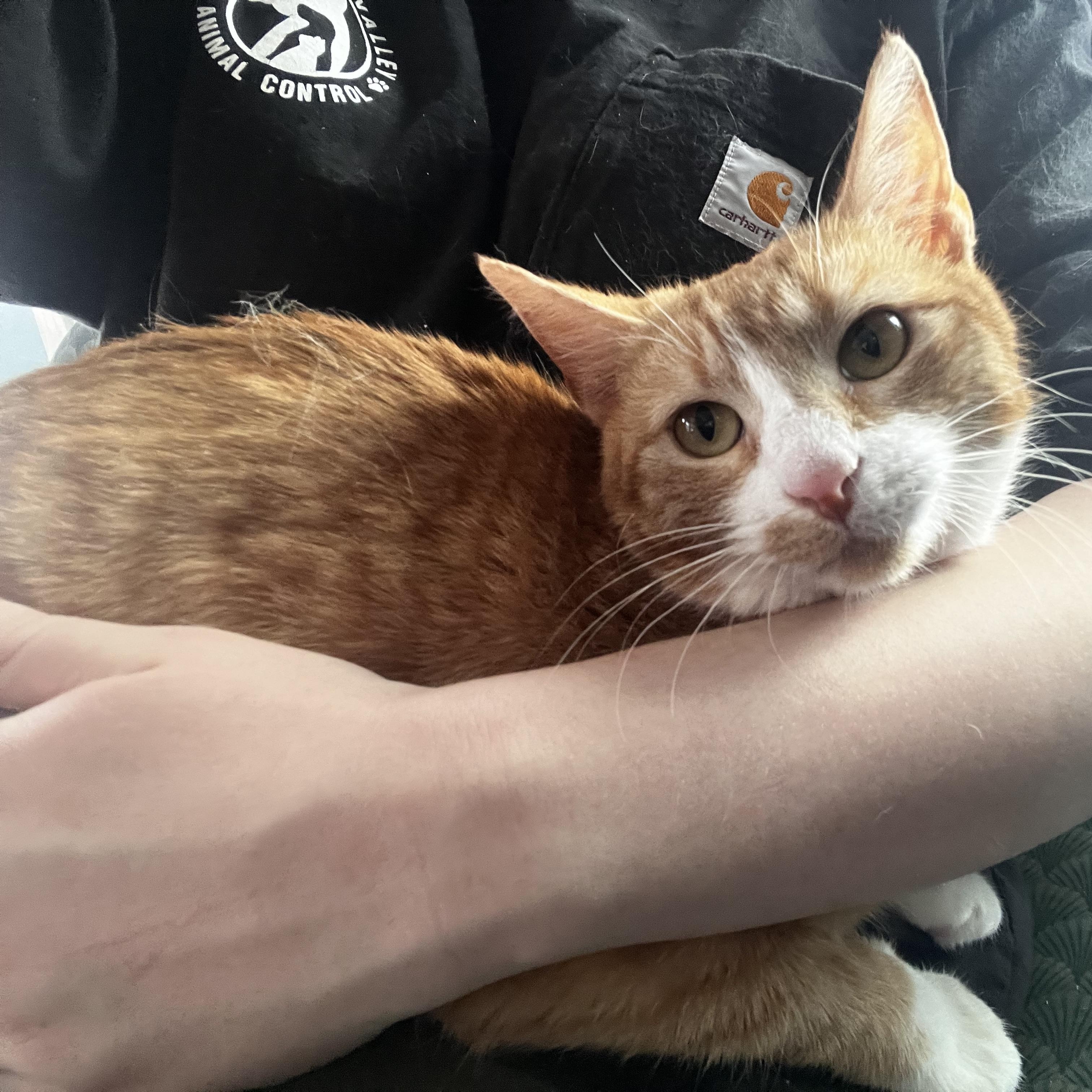 Enlarge Betsy, a Adoptable Domestic Short Hair in Blackstone, MA image 3/6