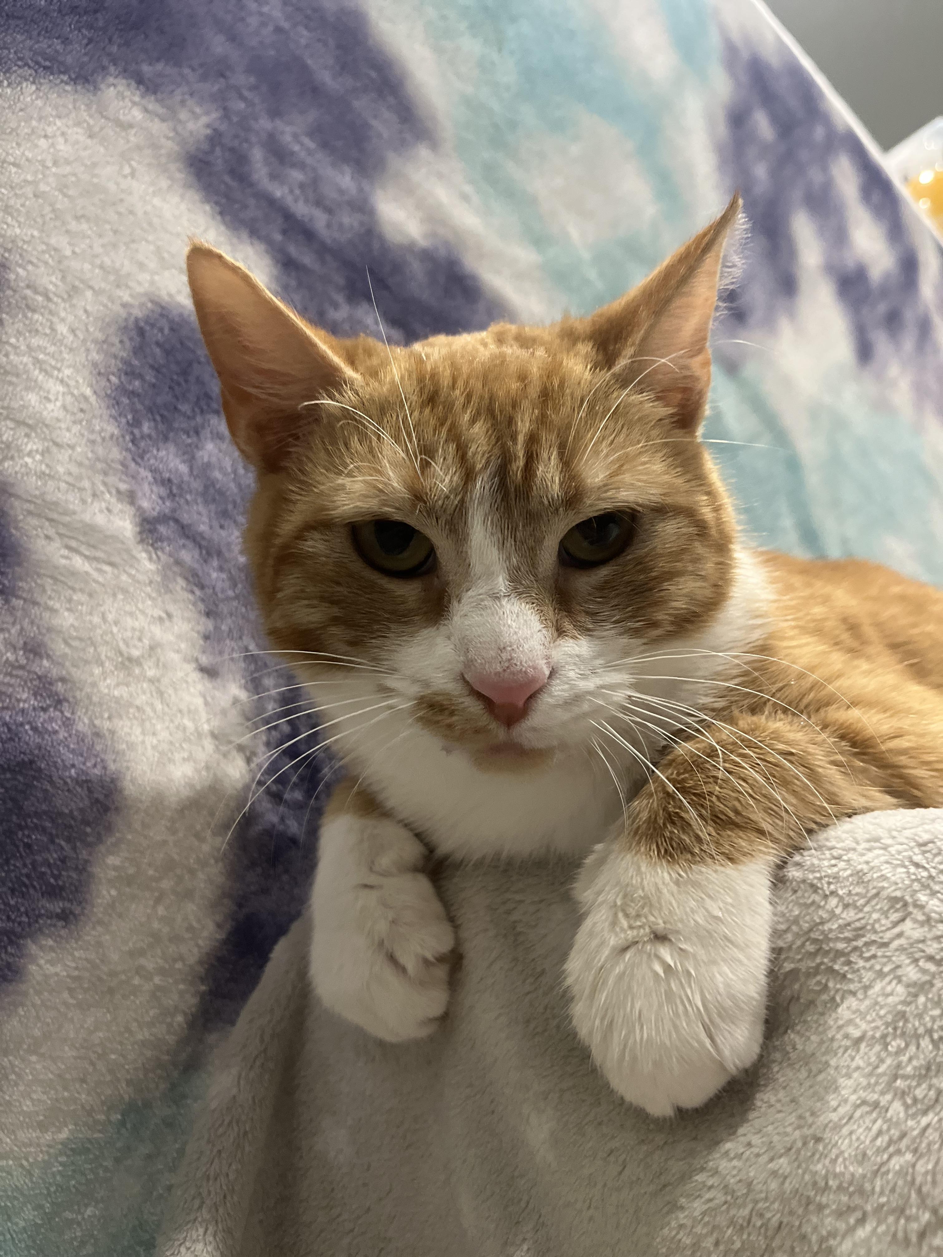 Enlarge Betsy, a Adoptable Domestic Short Hair in Blackstone, MA image 2/6