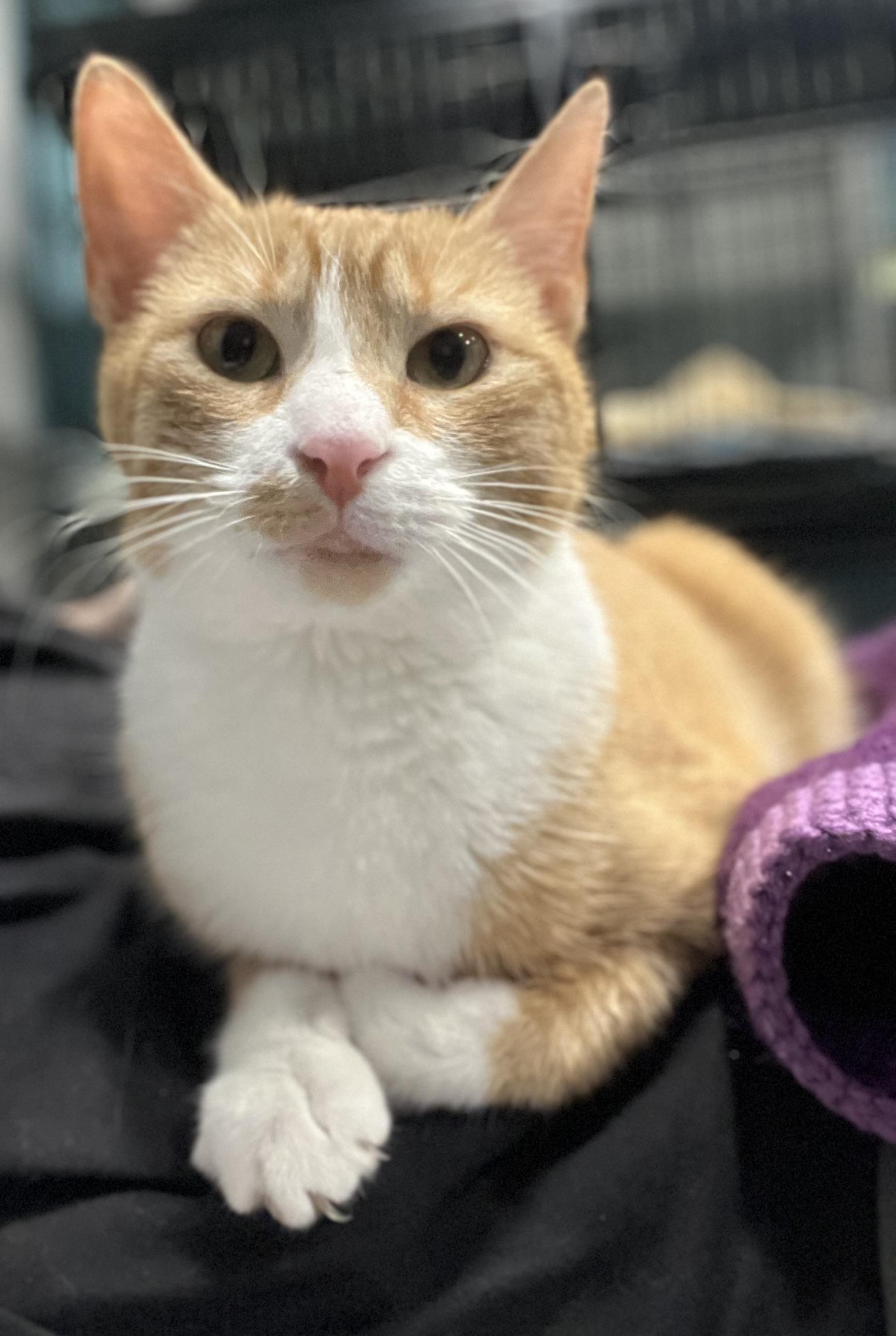 Enlarge Betsy, a Adoptable Domestic Short Hair in Blackstone, MA image 5/6