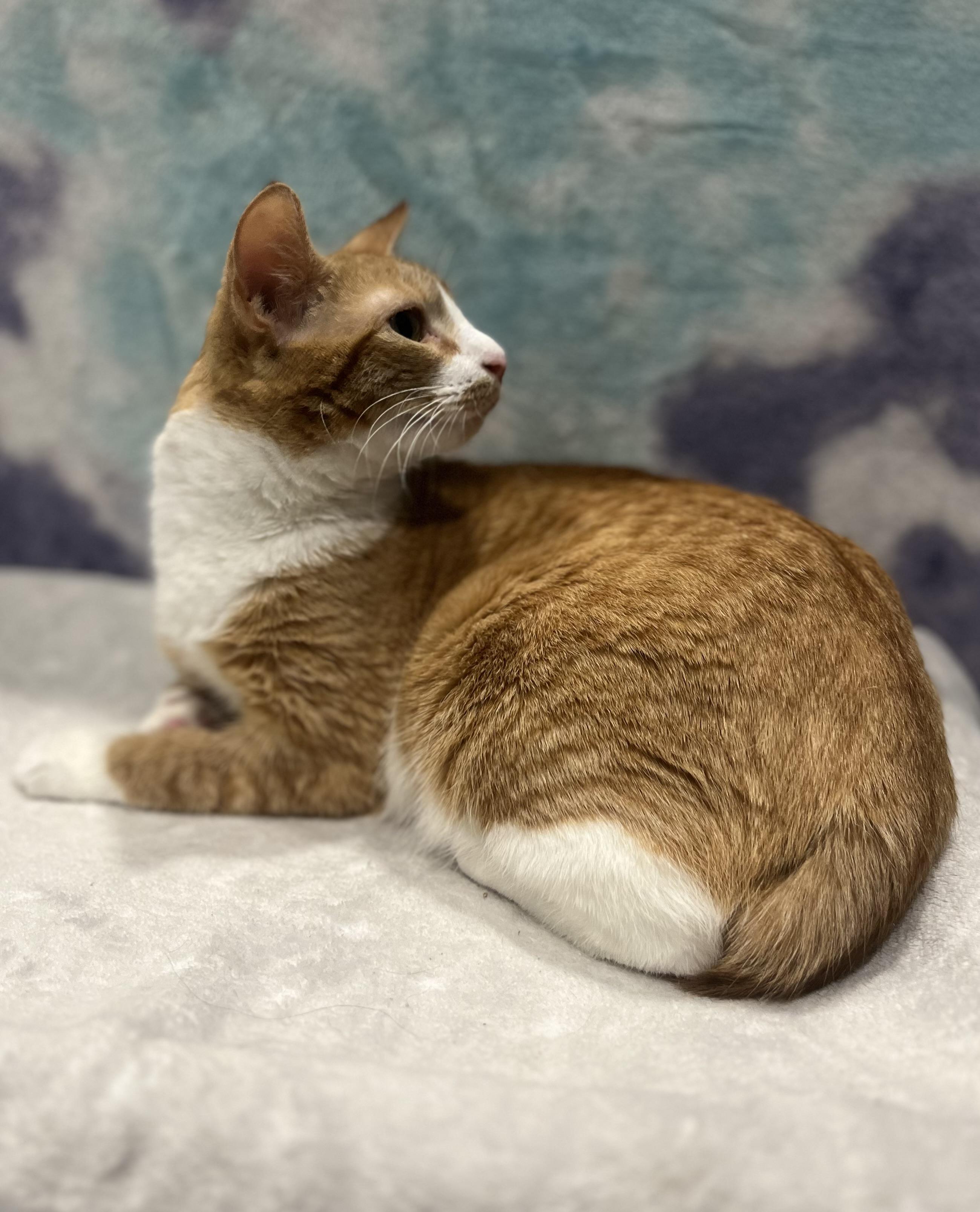 Enlarge Betsy, a Adoptable Domestic Short Hair in Blackstone, MA image 1/6