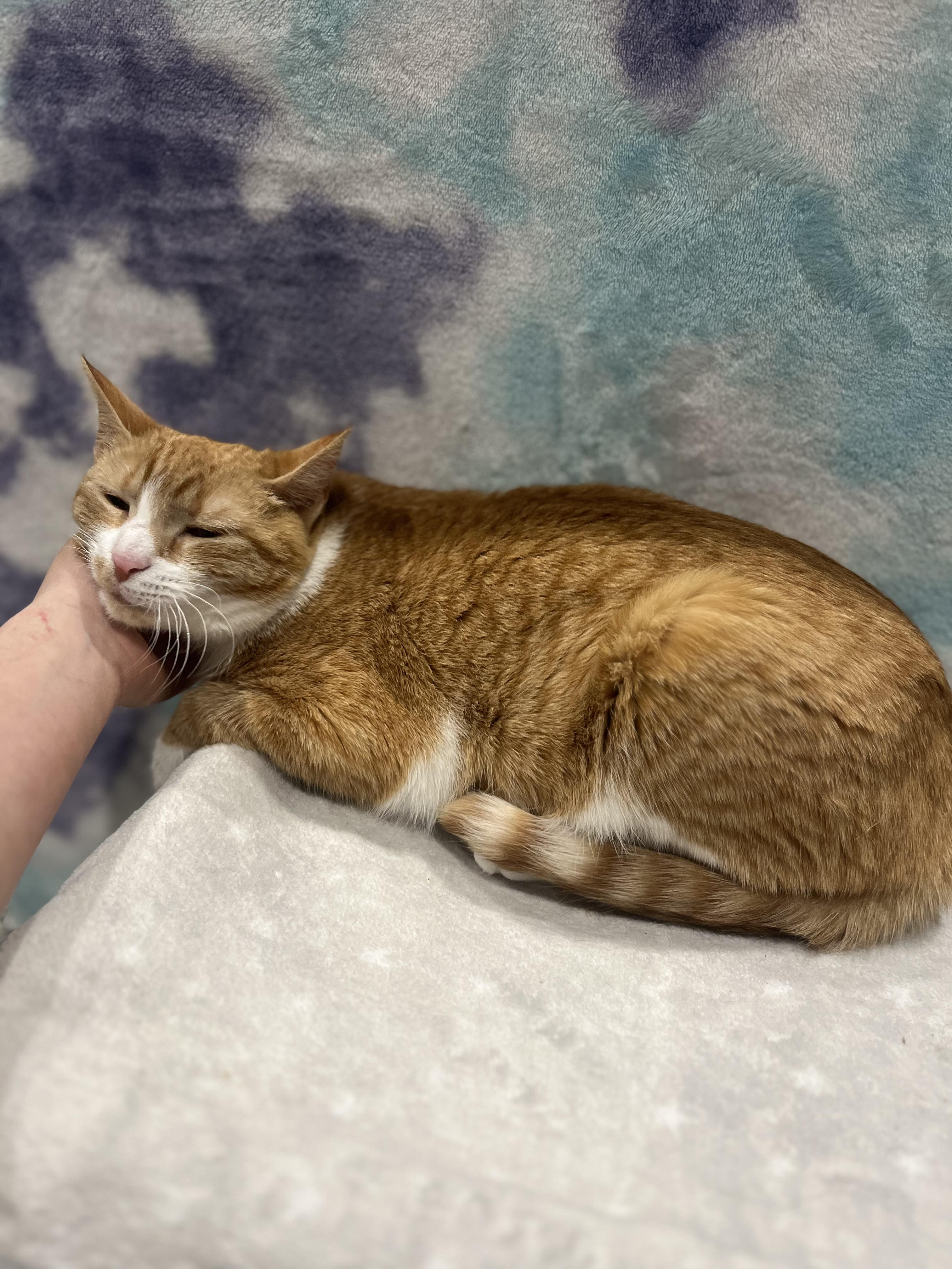 Enlarge Betsy, a Adoptable Domestic Short Hair in Blackstone, MA image 6/6