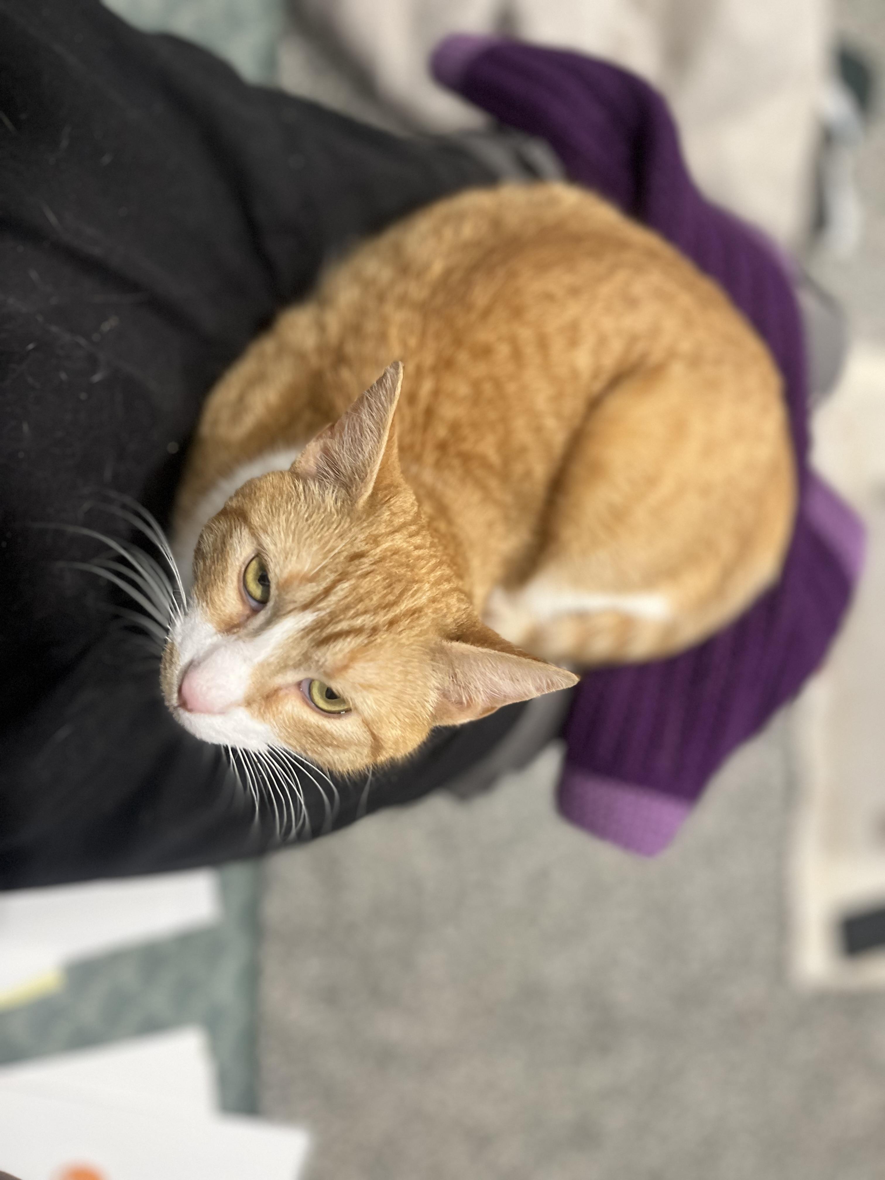 Enlarge Betsy, a Adoptable Domestic Short Hair in Blackstone, MA image 4/6