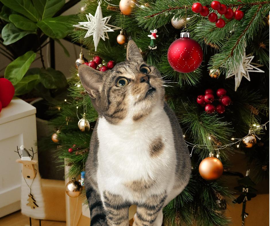 Estee, Adoptable, Young Female Tabby.