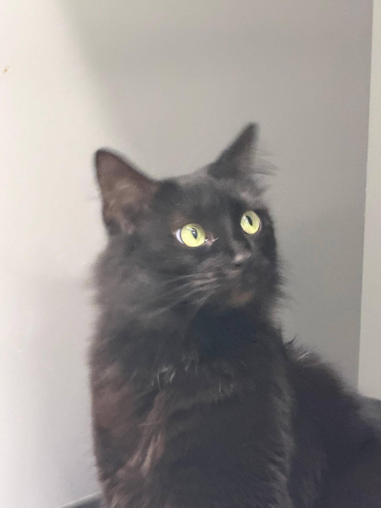 Bandit, ADOPTABLE, Adult Female Domestic Medium Hair.