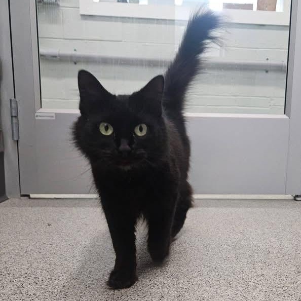 Bandit, a ADOPTABLE Domestic Medium Hair in Charlestown, RI image 2/3