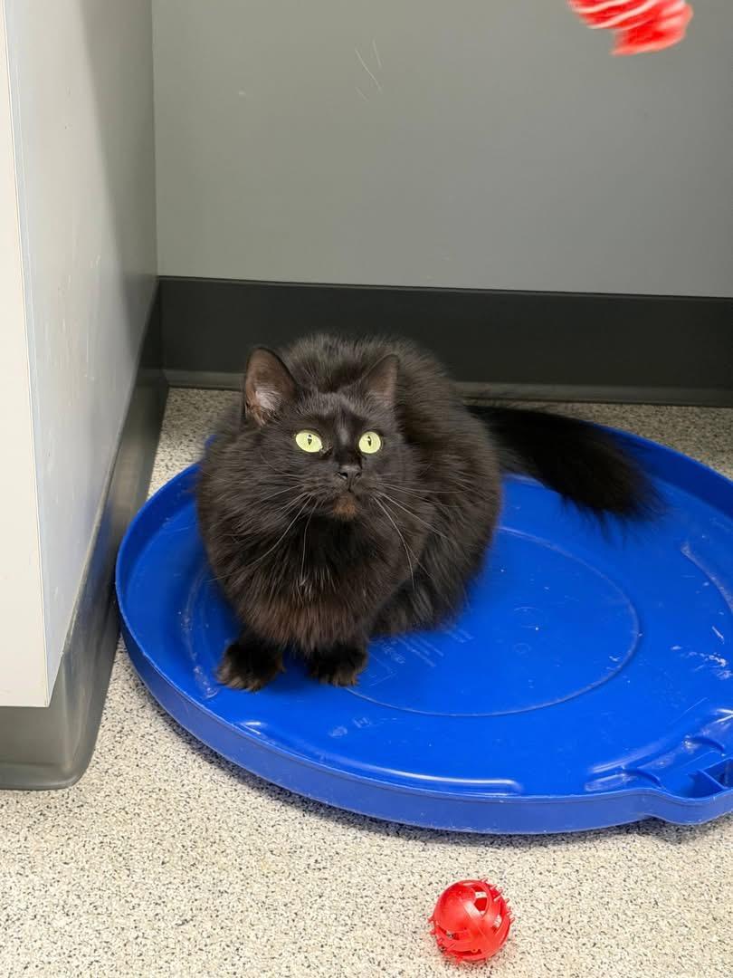 Bandit, a ADOPTABLE Domestic Medium Hair in Charlestown, RI image 3/3