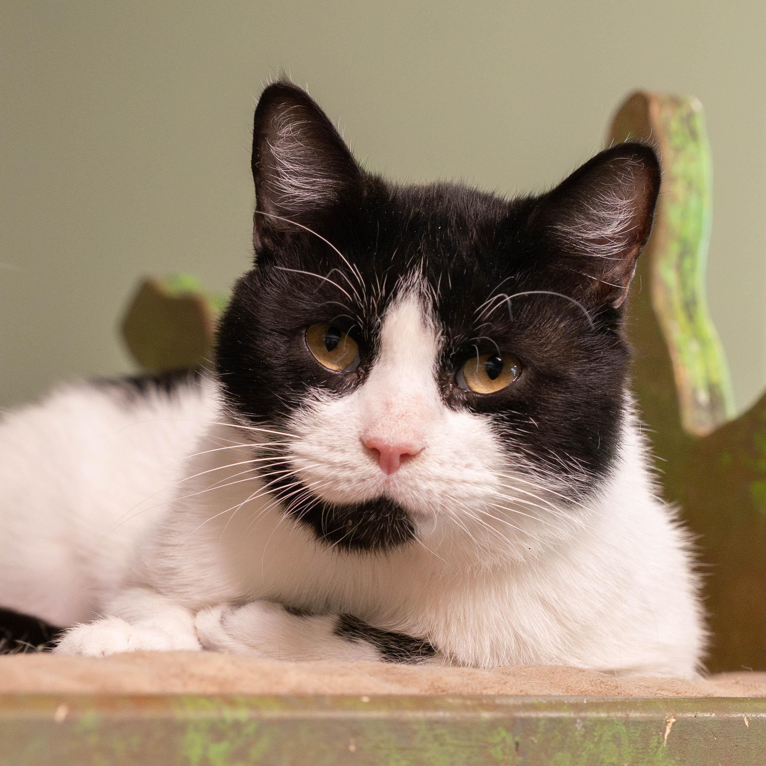 Spaghetti thumbnail 2