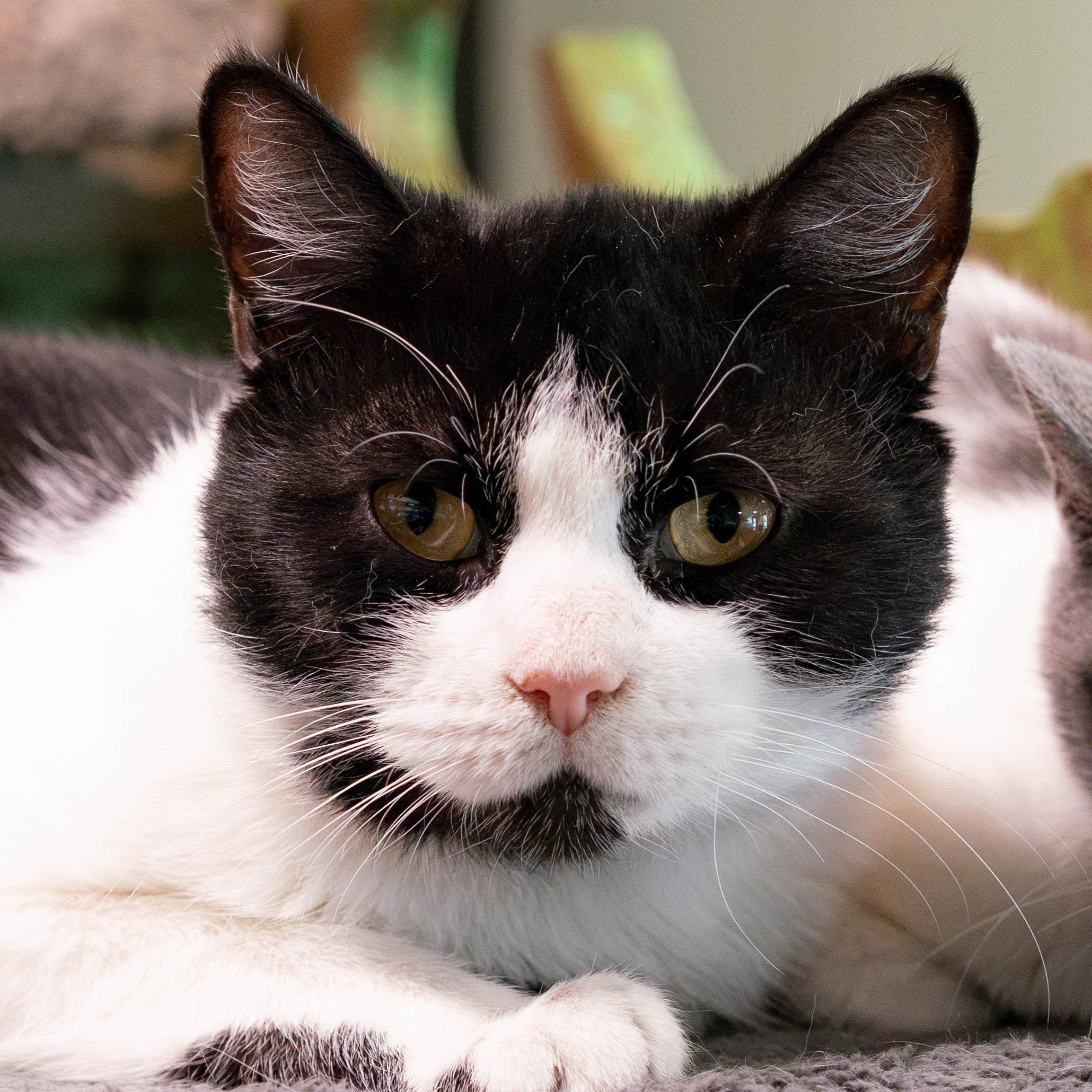 Spaghetti thumbnail 5