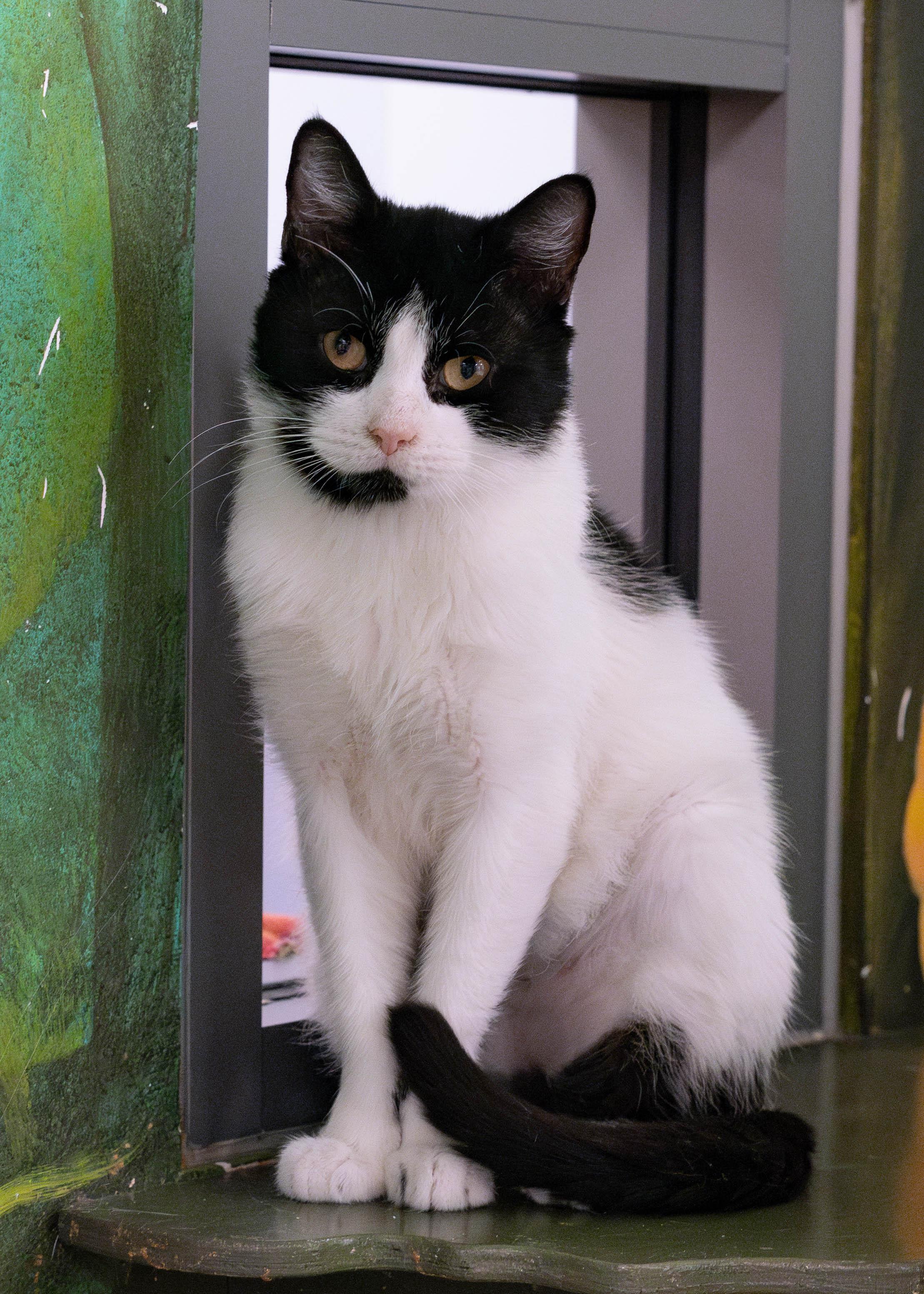 Spaghetti thumbnail 4