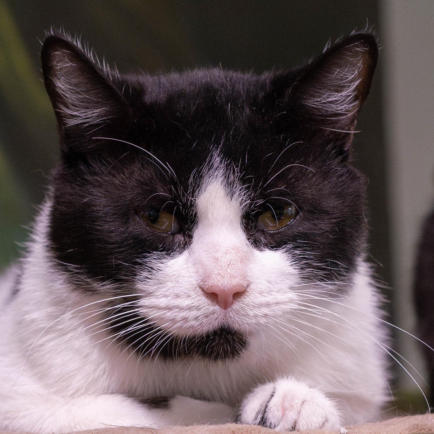 Spaghetti thumbnail 3