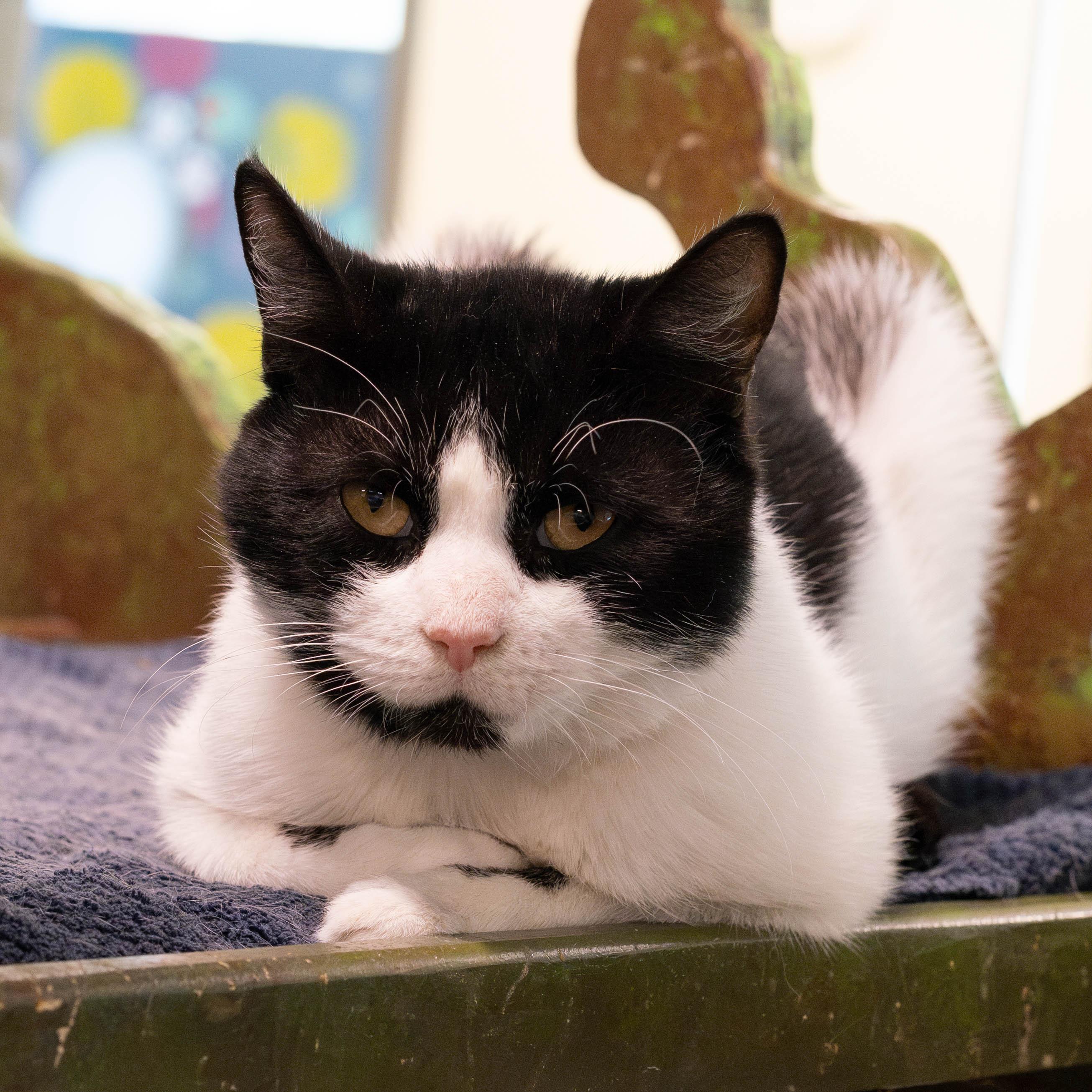 Spaghetti thumbnail 6