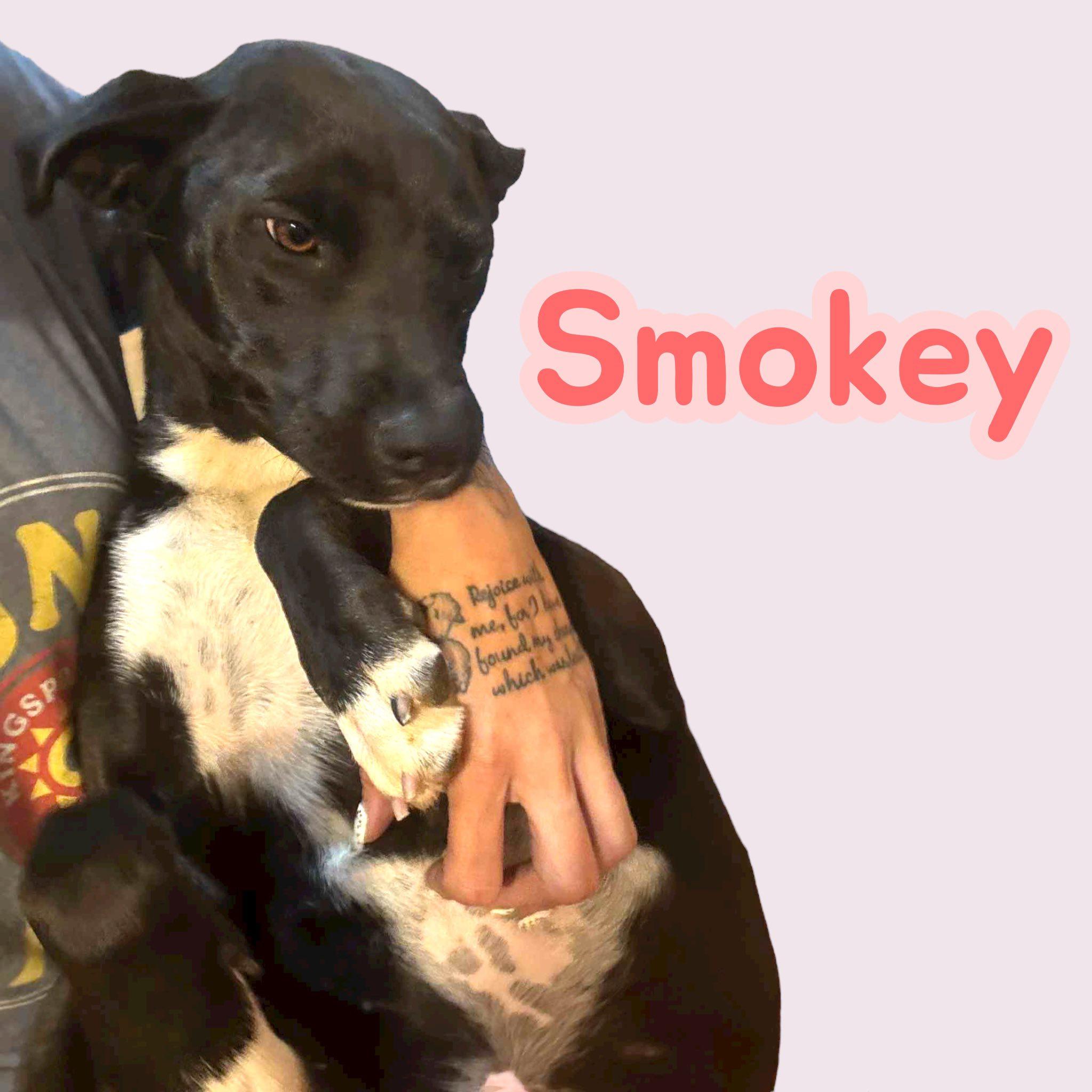 Smokey — thumbnail 2