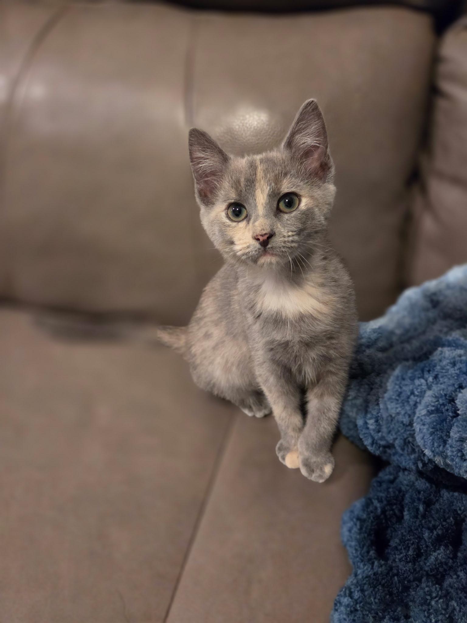 Enlarge Cornelia, a Adopted Domestic Short Hair in Wilmington, NC image 1/1