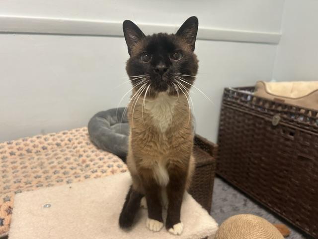 Enlarge Sesame, a ADOPTABLE Siamese in Chicago, IL image 2/4