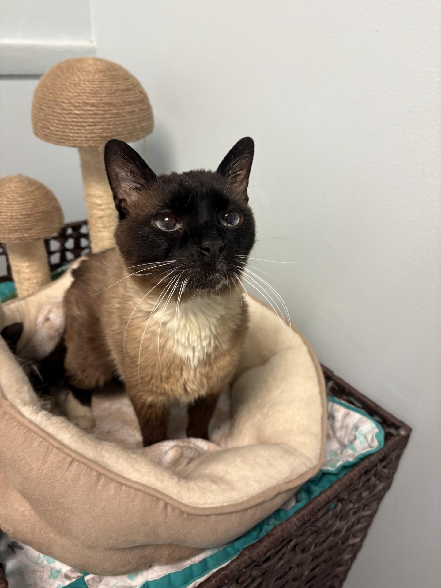 Sesame, ADOPTABLE, Senior Male Siamese.