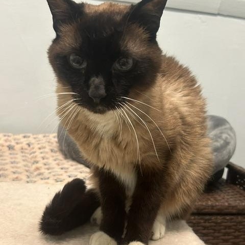 Enlarge Sesame, a ADOPTABLE Siamese in Chicago, IL image 4/4